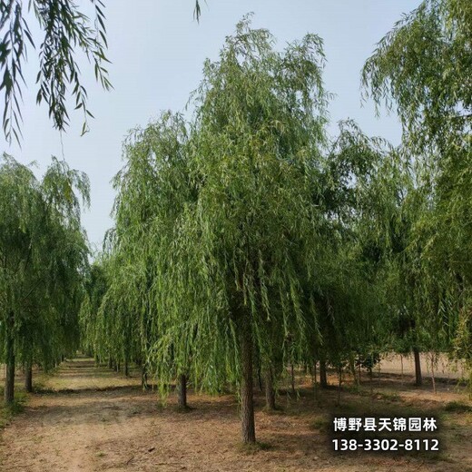 12公分垂柳雄安地區(qū),苗木綠化商,苗圃現貨