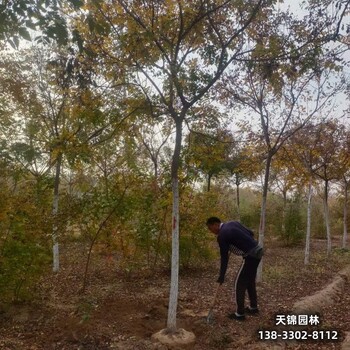 雄安地區(qū)苗木經(jīng)紀(jì)人,平頭發(fā)帽欒樹(shù),清地處理