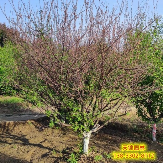 河北定州嫁接樹榆葉梅貨到付款,榆葉梅種子,各種榆葉梅種子