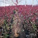 雄安地区太阳李种植户,二年头红叶李,价格多少