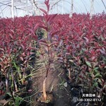 雄安地区太阳李种植户,红叶李造林苗,降价销售