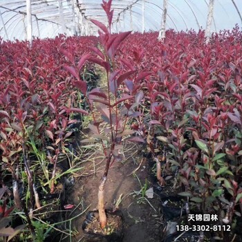 雄安地區太陽李種植戶,4公分紅葉李,平價銷售