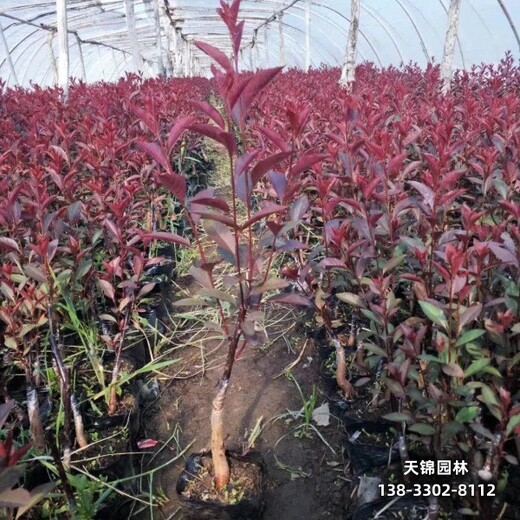 雄安地区彩叶苗木,8公分红叶李,哪里销售