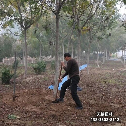 雄安地區(qū)大喬木基地,7公分欒樹,苗木質(zhì)量好