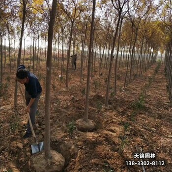 雄安地區苗木經(jīng)紀人,欒樹(shù)造林苗,成活率高