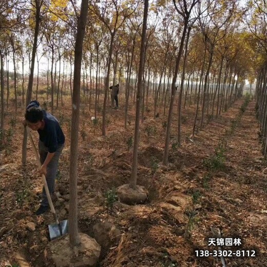雄安地區(qū)經(jīng)紀人,10公分欒樹,價格行情
