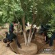 元寶楓圖