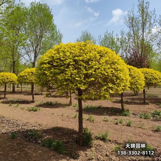 雄安地區(qū)經(jīng)紀(jì)人,15公分金葉榆哪里供應(yīng)