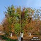 五角楓樹圖