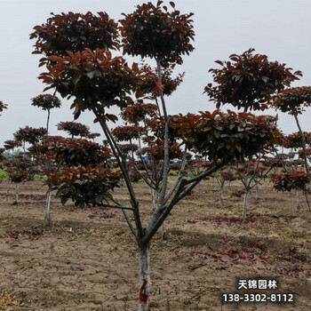 雄安地区苗木经纪人,6公分红叶李,哪里便宜