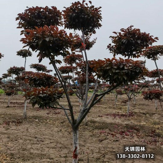 雄安地区苗木经纪人,5公分红叶李,苗圃现货