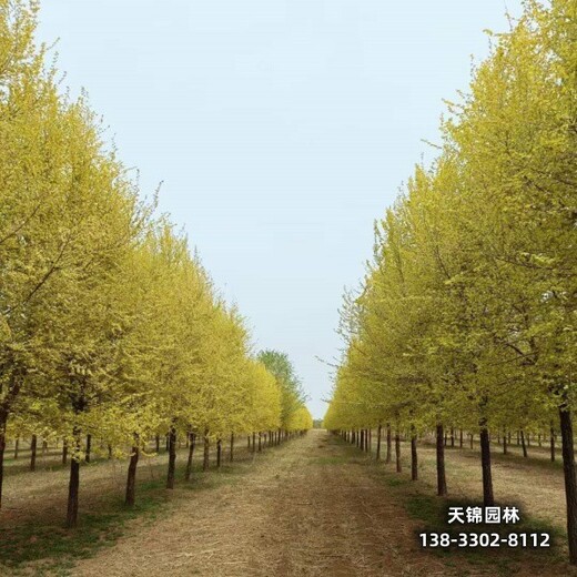 金葉榆小苗-4公分金葉榆小苗2元