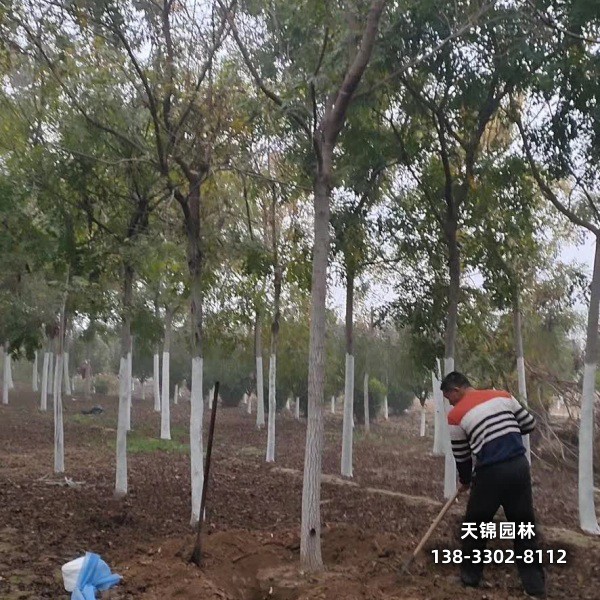雄安地区大乔木基地,18公分栾树,农户种植