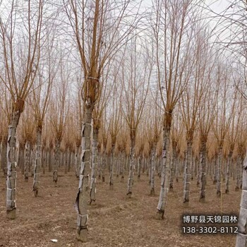 保定地區大田苗保定垂柳多少錢合適-垂柳小苗種植-金葉垂柳