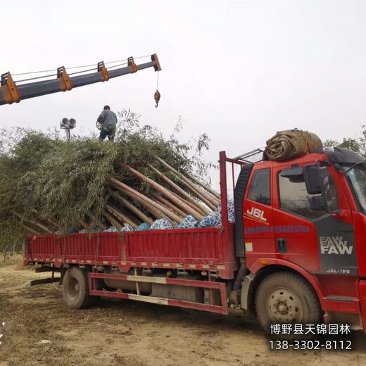 河北保定3公分保定垂柳带土球装车-垂柳小苗种植-金枝垂柳