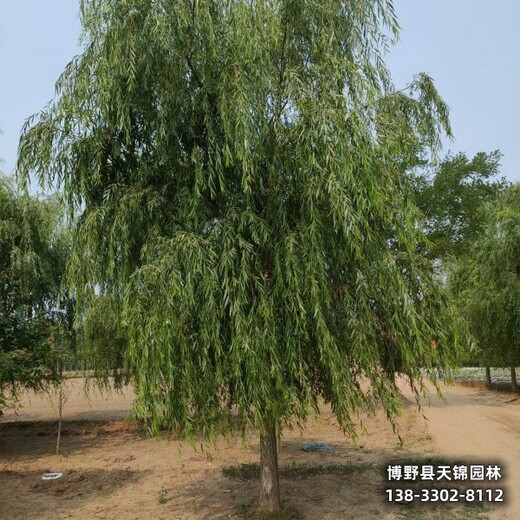 20公分垂柳雄安地區(qū),苗木經(jīng)紀(jì)人,清地處理
