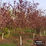 雄安地区太阳李种植户,12公分红叶李,自产自销