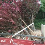 雄安地區(qū)苗木經(jīng)紀(jì)人,紅葉李造林苗,提供技術(shù)指導(dǎo)