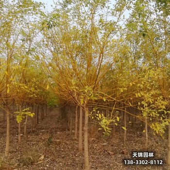 河北安國(guó)15公分金枝國(guó)槐本地價(jià)格-黃金槐-金枝槐嫁接戶