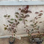 雄安地区太阳李种植户,4公分红叶李,自产自销