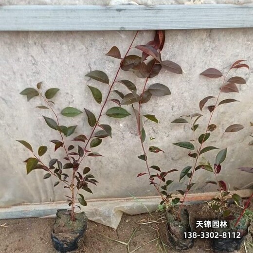 雄安地區(qū)彩葉苗木,多分枝紅葉李,苗圃種植