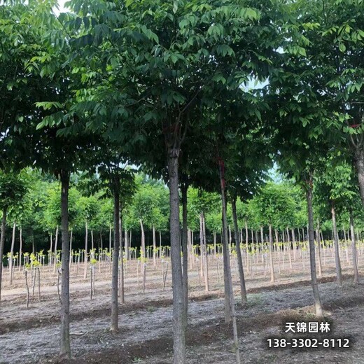 雄安地區(qū)15公分白蠟,苗木綠化商降價(jià)銷(xiāo)售