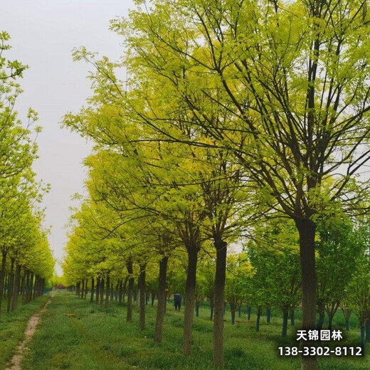 雄安地区12公分白蜡,嫁接树基地价格行情