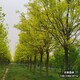 滿(mǎn)城縣大葉白蠟圖