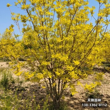 雄安地区10公分白蜡,大乔木基地平价销售