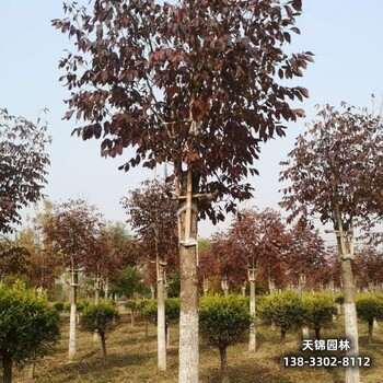 雄安地區(qū)7公分白蠟,苗木綠化商苗圃現(xiàn)貨