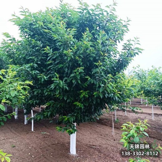 雄安地區(qū)6公分櫻花,苗木質量好,_苗木經紀人專做晚櫻