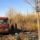 保定金枝國槐圖
