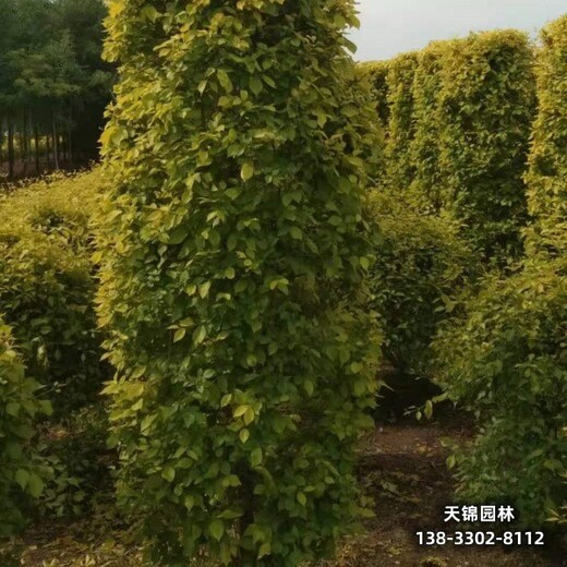 雄安地區(qū)苗木經(jīng)紀(jì)人,16公分金葉榆全國供應(yīng)