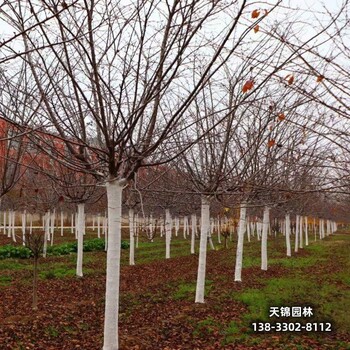 保定地区15公分樱花退林销售-吉野樱-樱花批发地