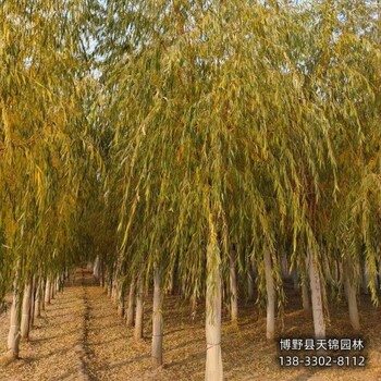 河北安國12公分保定垂柳多少錢合適-垂柳小苗種植-嫁接垂柳