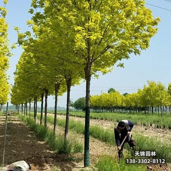 雄安地区白蜡工程苗,大乔木基地价格咨询