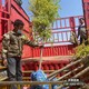 金葉榆小苗圖