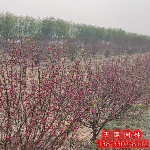 北京多分枝榆叶梅退林销售,红叶榆叶梅,各种榆叶梅种子
