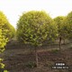保定市蠡縣天錦園林圖
