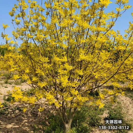 雄安地区18公分白蜡,嫁接树基地哪里销售