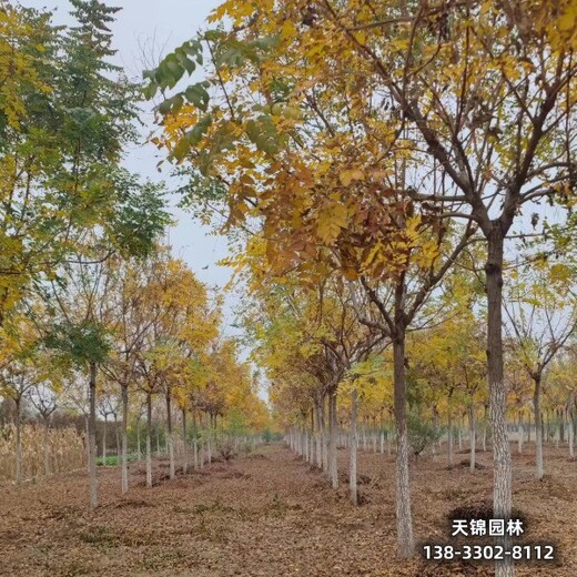 雄安地區(qū)大喬木基地,欒樹造林苗,貨到付款