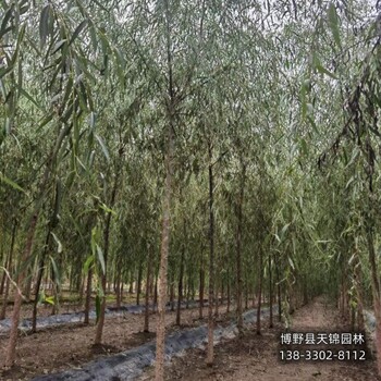 雄安地區(qū)18公分保定垂柳貨到付款-嫁接垂柳廠家-金枝垂柳