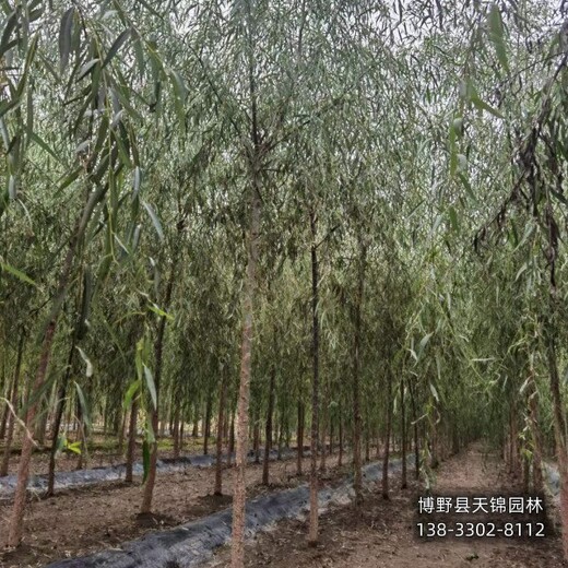 18公分垂柳雄安地區(qū),大喬木基地,提供技術(shù)指導(dǎo)