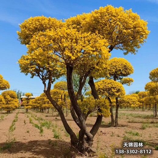 雄安地區(qū)經(jīng)紀(jì)人,金葉榆容器苗清地處理