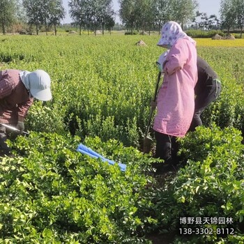 河北博野县-50公分天锦园林卫矛农户种植