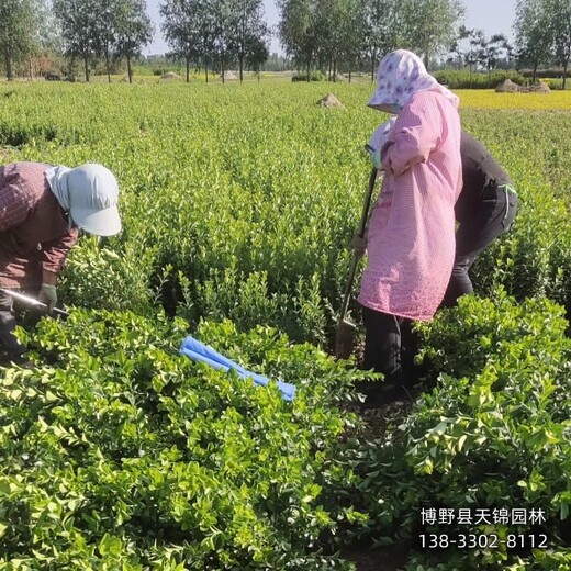 河北安国-80公分天锦园林卫矛货到付款