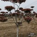 雄安地区太阳李种植户,12公分红叶李,全国供应