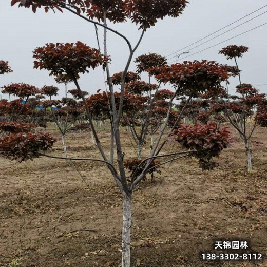 雄安地区彩叶苗木,多分枝红叶李,苗圃现货