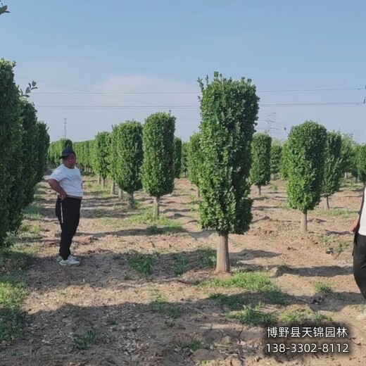 衛(wèi)矛二年苗苗木質(zhì)量好,河北省望都縣,天錦園林