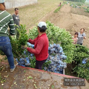 河北博野县-杯苗天锦园林卫矛全国供应